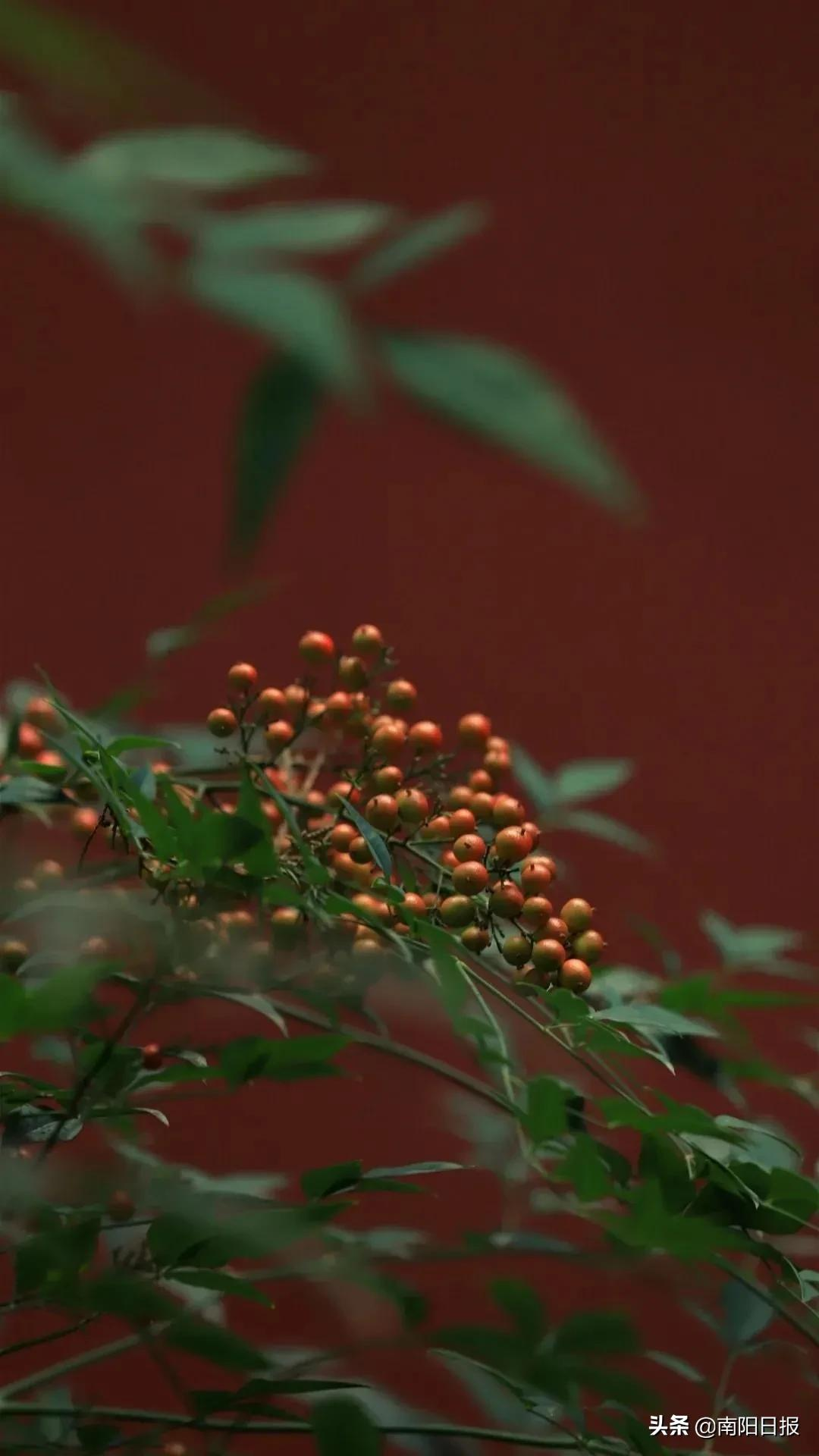 科普南阳丨大寒迎年,岁且更始